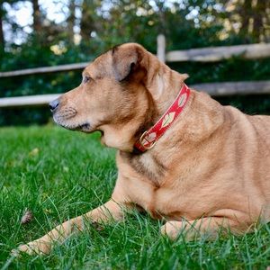 Up Country Feathers Dog Collar AND Lead